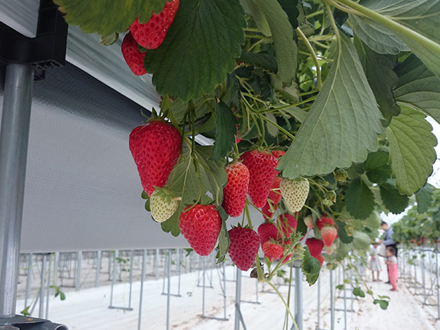 久保田いちご狩り園