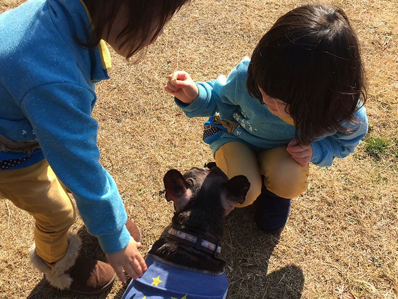 ピザ フレンチブルドッグ