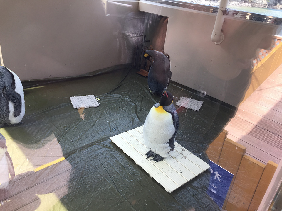 伊豆下田 下田海中水族館